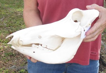 12-1/4 inches Authentic African Warthog Skull with 4-3/4 and 5 inch Tusks - Buy for $114.99