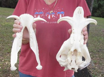 12-1/4 inches Authentic African Warthog Skull with 4-3/4 and 5 inch Tusks - Buy for $114.99