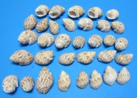 Babylonia Spirata Shells, 1-1/2 to 2 inches -  $6.80 a  kilo; 3 @ $6.00 a bag