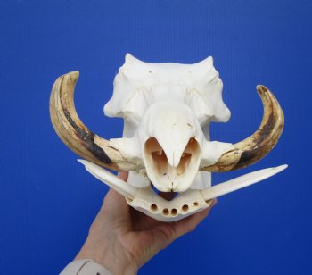12-1/2 inches African Warthog Skull with 6-1/2 and 5-3/4 inches Tusks for $114.99