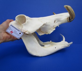 12-1/2 inches African Warthog Skull with 6-1/2 and 5-3/4 inches Tusks for $114.99