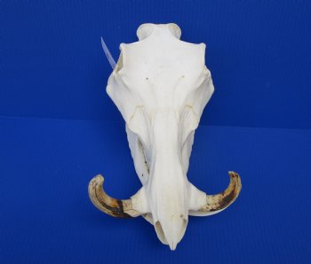 12-1/2 inches African Warthog Skull with 6-1/2 and 5-3/4 inches Tusks for $114.99