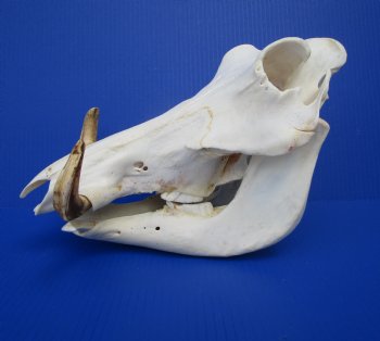 12-1/2 inches African Warthog Skull with 6-1/2 and 5-3/4 inches Tusks for $114.99