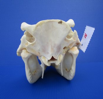 12-1/2 inches African Warthog Skull with 6-1/2 and 5-3/4 inches Tusks for $114.99