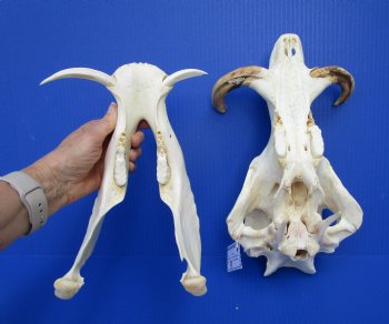 12-1/2 inches African Warthog Skull with 6-1/2 and 5-3/4 inches Tusks for $114.99