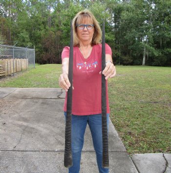 2 Large Gemsbok, Oryx Horns 34-1/4 and 34 inches for $33 each