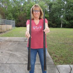 2 Large Gemsbok, Oryx Horns 34-1/4 and 34 inches for $33 each