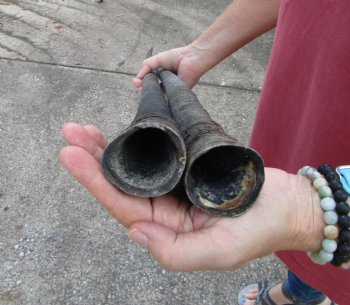 2 Large Gemsbok, Oryx Horns 34-1/4 and 34 inches for $33 each
