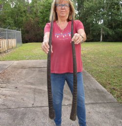 2 Large Gemsbok, Oryx Horns 33-3/4 and 33-1/4 inches for $33 each