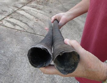 2 Large Gemsbok, Oryx Horns 33-3/4 and 33-1/4 inches for $33 each