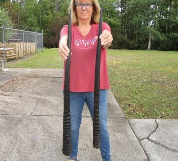 2 Large Gemsbok, Oryx Horns 34-3/4 and 35-1/4 inches for $33 each