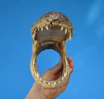 8-3/4 inches American Alligator Head from 5 foot Gator - Buy this one for $19.99