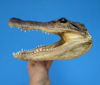 8-3/4 inches American Alligator Head from 5 foot Gator - Buy this one for $19.99