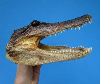 9-1/4 inches American Alligator Head from 6 foot Gator - Buy this one for $24.99