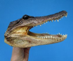 9-1/4 inches American Alligator Head from 6 foot Gator - Buy this one for $24.99