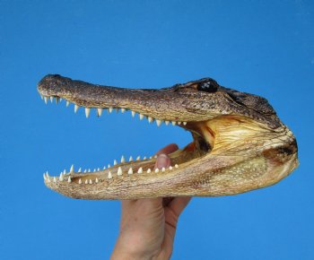 9-1/4 inches American Alligator Head from 6 foot Gator - Buy this one for $24.99