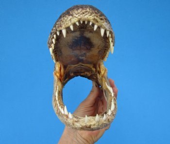 9-1/4 inches American Alligator Head from 6 foot Gator - Buy this one for $24.99