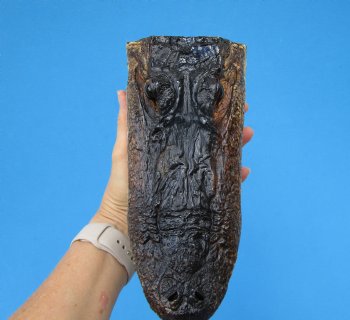9-1/4 inches American Alligator Head from 6 foot Gator - Buy this one for $24.99