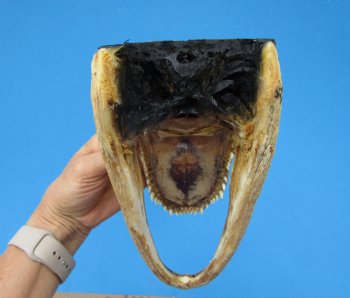 9-1/4 inches American Alligator Head from 6 foot Gator - Buy this one for $24.99