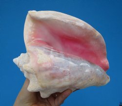 8-1/2 by 7 inches Queen Conch Shell, Pink Conch for $24.99