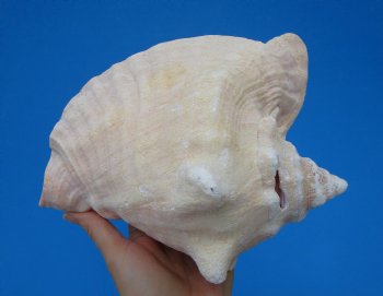 8-1/2 by 7 inches Queen Conch Shell, Pink Conch for $24.99