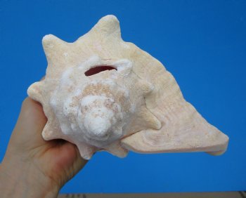 8-1/2 by 7 inches Queen Conch Shell, Pink Conch for $24.99