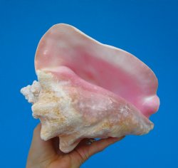 8 by 7 inches Queen Conch Shell, Pink Conch for $24.99