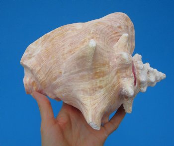 8 by 7 inches Queen Conch Shell, Pink Conch for $24.99