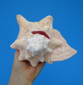 8 by 7 inches Queen Conch Shell, Pink Conch for $24.99