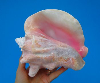8-1/4 by 7-1/4 inches Queen Conch Shell, Pink Conch for $24.99