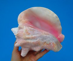 8-1/4 by 7-1/4 inches Queen Conch Shell, Pink Conch for $24.99