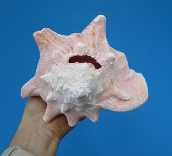 8-1/4 by 7-1/4 inches Queen Conch Shell, Pink Conch for $24.99