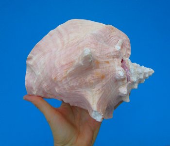8-1/4 by 7-1/4 inches Queen Conch Shell, Pink Conch for $24.99