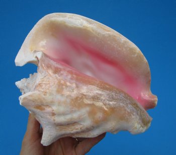 8-1/4 by 6-3/4 inches Queen Conch Shell, Pink Conch for $24.99