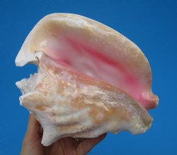 8-1/4 by 6-3/4 inches Queen Conch Shell, Pink Conch for $24.99