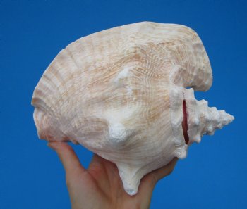 8-1/4 by 6-3/4 inches Queen Conch Shell, Pink Conch for $24.99