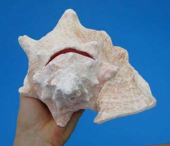 8-1/4 by 6-3/4 inches Queen Conch Shell, Pink Conch for $24.99