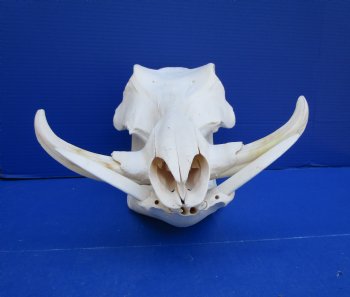 14 inches Large Warthog Skull with 7-1/4 inches Ivory Tusks - Buy this one for $144.99
