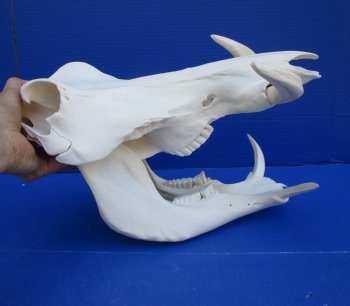 14 inches Large Warthog Skull with 7-1/4 inches Ivory Tusks - Buy this one for $144.99