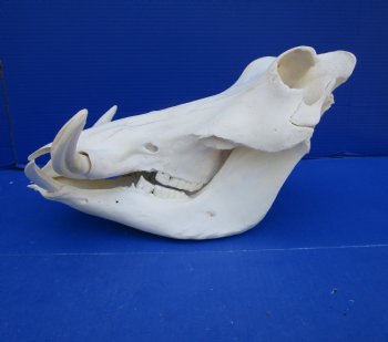 14 inches Large Warthog Skull with 7-1/4 inches Ivory Tusks - Buy this one for $144.99