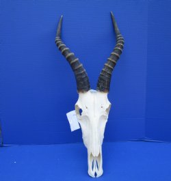 Large African Blesbok Skull with 14-1/2 inches Horns <font color=red> Good Quality</font> for $79.99