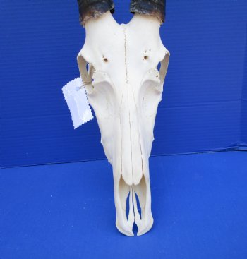 Large African Blesbok Skull with 14-1/2 inches Horns <font color=red> Good Quality</font> for $79.99