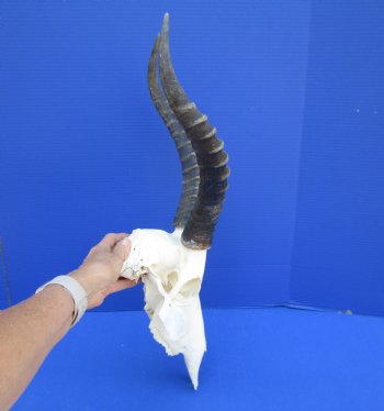 Large African Blesbok Skull with 14-1/2 inches Horns <font color=red> Good Quality</font> for $79.99
