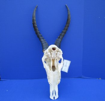 Large African Blesbok Skull with 14-1/2 inches Horns <font color=red> Good Quality</font> for $79.99