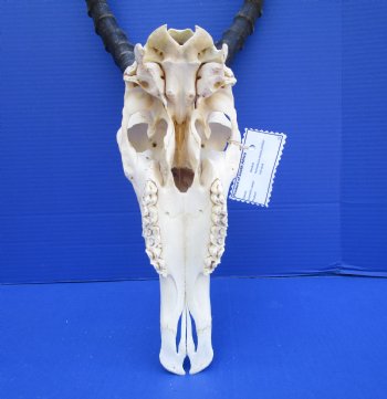 Large African Blesbok Skull with 14-1/2 inches Horns <font color=red> Good Quality</font> for $79.99