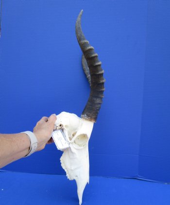 Large African Blesbok Skull with 14-1/2 inches Horns <font color=red> Good Quality</font> for $79.99