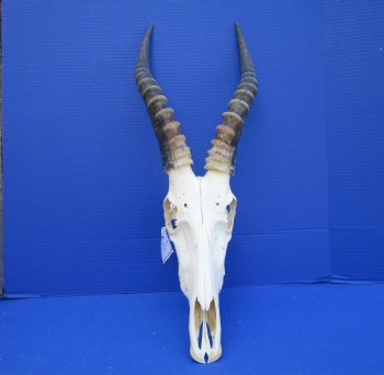African Blesbok Skull with 13-3/4 inches Horns - Buy this one for $79.99