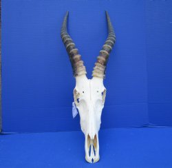 African Blesbok Skull with 13-3/4 inches Horns - Buy this one for $79.99