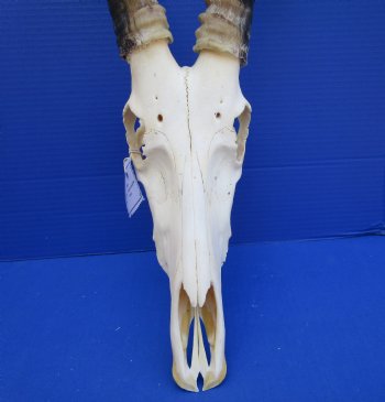African Blesbok Skull with 13-3/4 inches Horns - Buy this one for $79.99