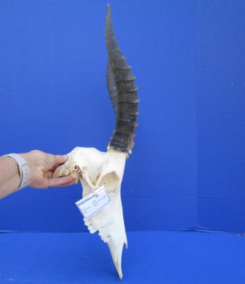 African Blesbok Skull with 13-3/4 inches Horns - Buy this one for $79.99